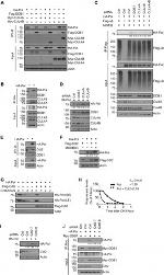 DDB1 Antibody in Western Blot (WB)