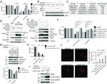 LAMP-2A Antibody in Western Blot (WB)