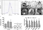 CD63 Antibody in Immunomicroscopy (IM)