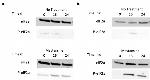 EIF2S1 Antibody in Western Blot (WB)