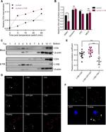 CD4 Antibody in Immunocytochemistry, Flow Cytometry (ICC/IF, Flow)