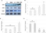 Connexin 26 Antibody in Western Blot (WB)