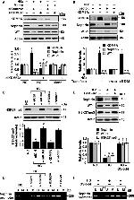 Nephrin Antibody in Western Blot (WB)