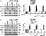 Nephrin Antibody in Western Blot (WB)