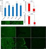 Septin 2 Antibody in Immunocytochemistry (ICC/IF)