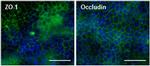 Occludin Antibody in Immunocytochemistry (ICC/IF)