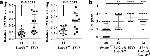 SMAD3 Antibody in Immunohistochemistry (IHC)