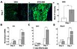 IHH Antibody in Immunohistochemistry (IHC)