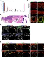 Claudin 4 Antibody in Immunohistochemistry (IHC)