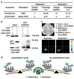 GST Tag Antibody in Western Blot, Immunoprecipitation (WB, IP)