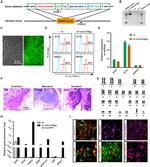 SSEA4 Antibody in Flow Cytometry (Flow)