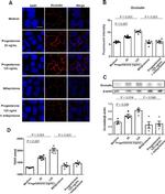 Occludin Antibody in Immunohistochemistry (IHC)