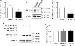 BMPR2 Antibody