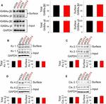 GAPDH Antibody in Western Blot (WB)