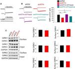 GAPDH Antibody in Western Blot (WB)