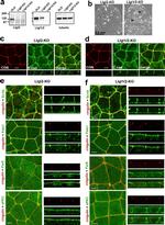 LLGL1 Antibody