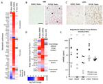 UCP1 Antibody in Immunohistochemistry (IHC)