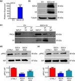 V5 Tag Antibody in Western Blot, Immunoprecipitation (WB, IP)