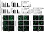 beta Actin Antibody in Western Blot (WB)