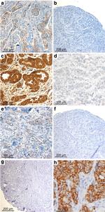 Claudin 7 Antibody in Immunohistochemistry (IHC)