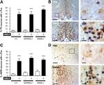 nNOS Antibody in Immunohistochemistry, Immunohistochemistry - Free Floating (IHC, IHC (Free))