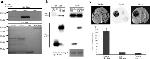 GST Tag Antibody in Immunoprecipitation (IP)