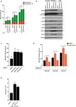 CHOP Antibody in Western Blot (WB)