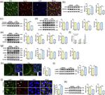 RAB5C Antibody in Western Blot (WB)