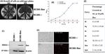 c-Myc Antibody in Western Blot (WB)