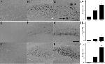 beta Amyloid Antibody in Immunohistochemistry, Immunohistochemistry - Free Floating (IHC, IHC (Free))