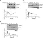 SMAD1 Antibody in Western Blot (WB)