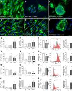 Aggrecan Antibody in Flow Cytometry (Flow)