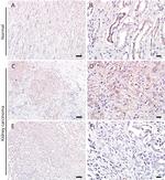 PDE10A Antibody in Immunohistochemistry (IHC)