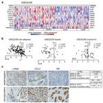 Estrogen Receptor alpha Antibody in Immunohistochemistry (IHC)