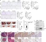 HMGCR Antibody