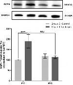 GAPDH Loading Control Antibody in Western Blot (WB)