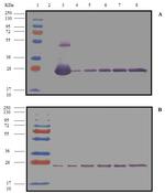 6x-His Tag Antibody in Western Blot (WB)