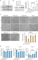 beta Tubulin Antibody in Western Blot (WB)