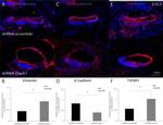 TGFBR2 Antibody in Immunocytochemistry (ICC/IF)