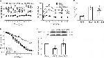 Phospho-eNOS (Ser1177) Antibody in Western Blot (WB)