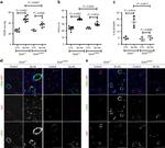 Alpha-Smooth Muscle Actin Antibody in Immunocytochemistry (ICC/IF)