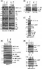 mtHSP70 Antibody in Western Blot (WB)