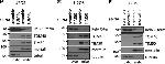 mtHSP70 Antibody in Western Blot (WB)