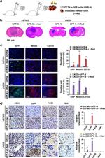 F4/80 Antibody in Immunohistochemistry (IHC)