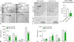 GnRH1 Antibody in Immunohistochemistry (IHC)