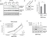 beta Actin Antibody in Western Blot (WB)