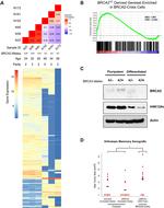 beta Actin Antibody in Western Blot (WB)