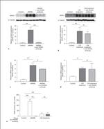 NFATC1 Antibody in Western Blot (WB)