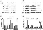 SHMT2 Antibody