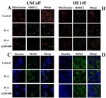 SHMT2 Antibody in Immunocytochemistry (ICC/IF)